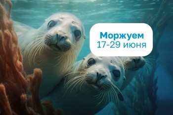 Дни моржевания